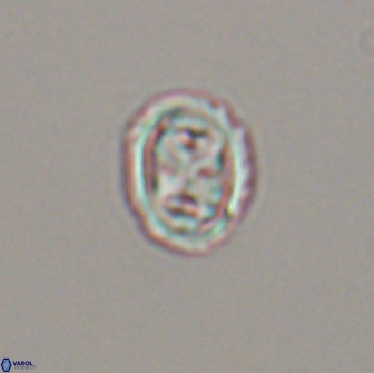 Aktasia disgregatus 13661