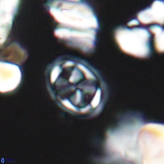 Aktasia disgregatus 13677