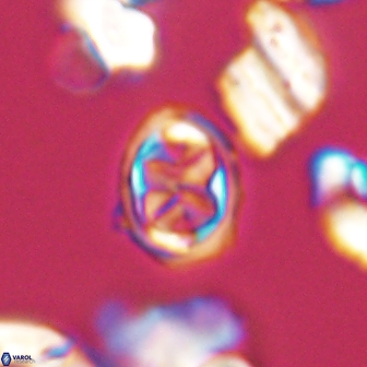 Aktasia disgregatus 13679