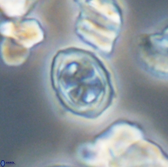 Aktasia disgregatus 13684