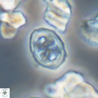 Aktasia disgregatus 13684