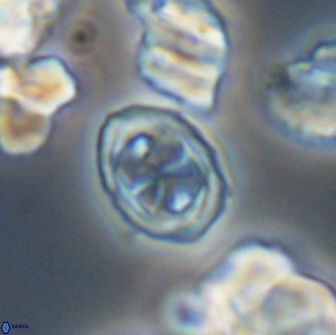 Aktasia disgregatus 13685