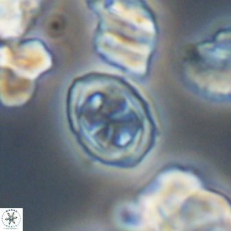 Aktasia disgregatus 13685