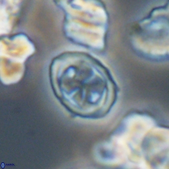 Aktasia disgregatus 13686