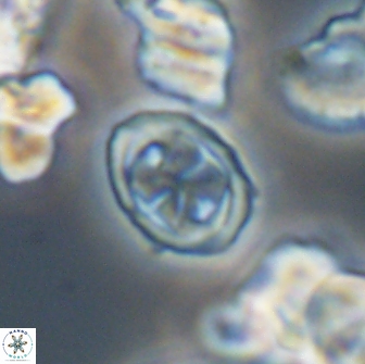 Aktasia disgregatus 13686