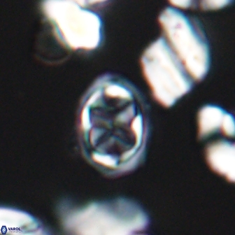 Aktasia disgregatus 13680