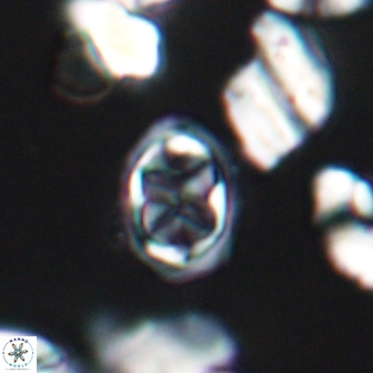 Aktasia disgregatus 13680