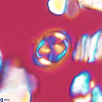 Aktasia disgregatus 13682