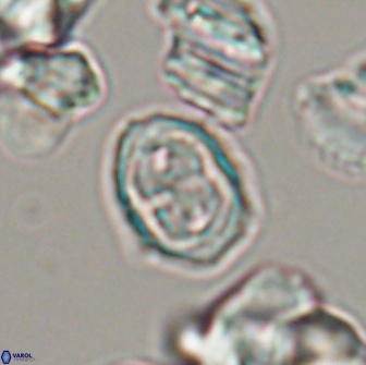 Aktasia disgregatus 13683