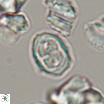 Aktasia disgregatus 13683