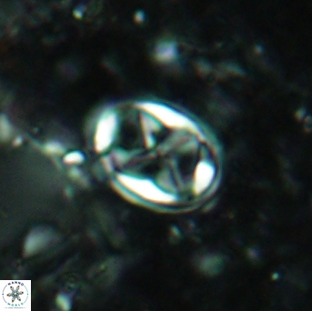 Aktasia disgregatus 2023