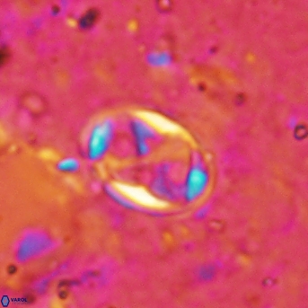 Aktasia disgregatus 2024