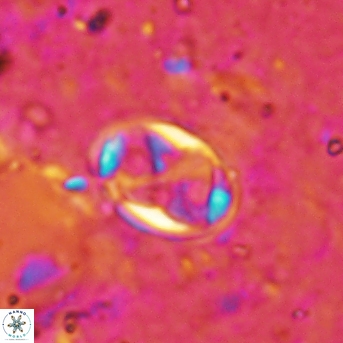 Aktasia disgregatus 2024