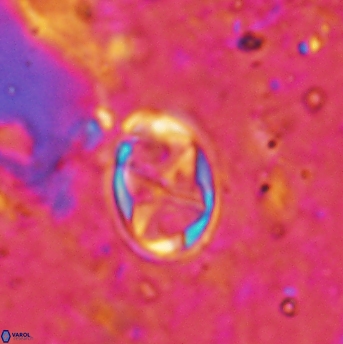 Aktasia disgregatus 2025