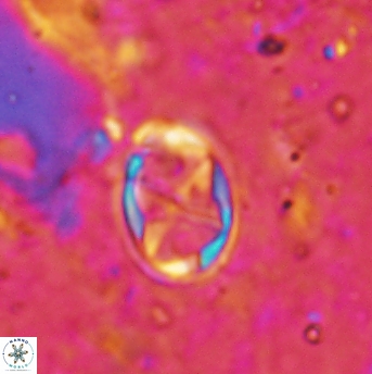 Aktasia disgregatus 2025