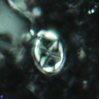 Aktasia disgregatus 2026