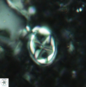 Aktasia disgregatus 2026