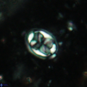 Aktasia disgregatus 2094