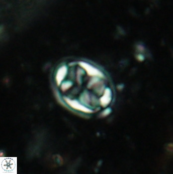 Aktasia disgregatus 2094