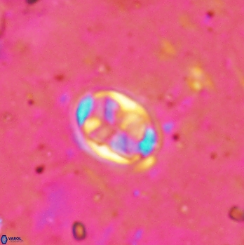 Aktasia disgregatus 2095