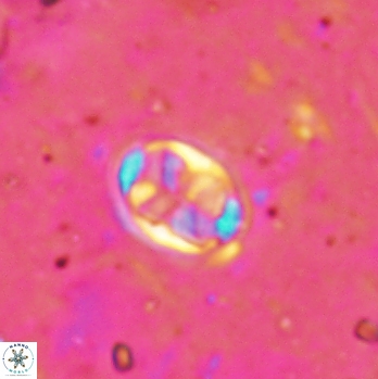 Aktasia disgregatus 2095