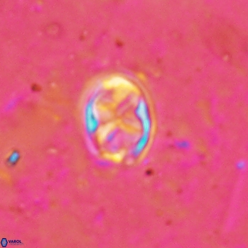 Aktasia disgregatus 2096