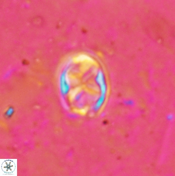 Aktasia disgregatus 2096