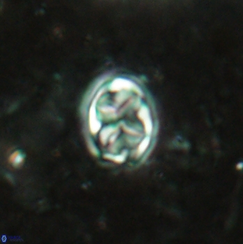 Aktasia disgregatus 2097