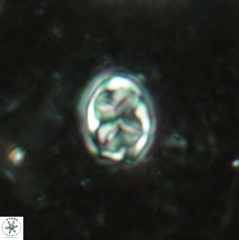 Aktasia disgregatus 2097
