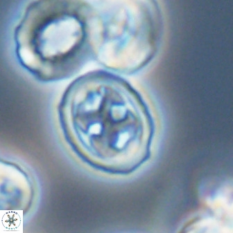 Aktasia disgregatus 33344