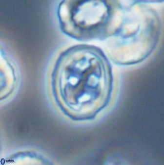 Aktasia disgregatus 33345