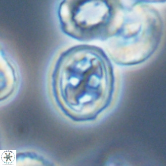 Aktasia disgregatus 33345