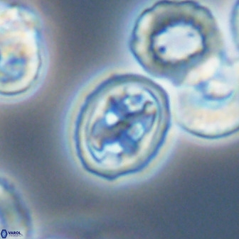 Aktasia disgregatus 33346