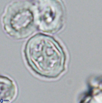 Aktasia disgregatus 33347