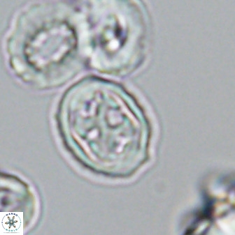 Aktasia disgregatus 33347