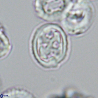 Aktasia disgregatus 33348