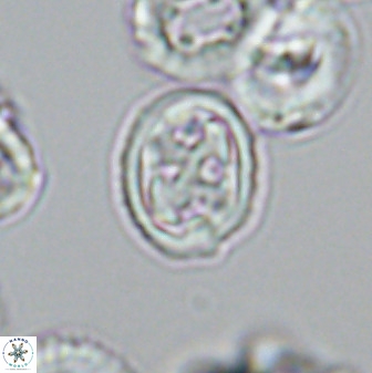 Aktasia disgregatus 33348