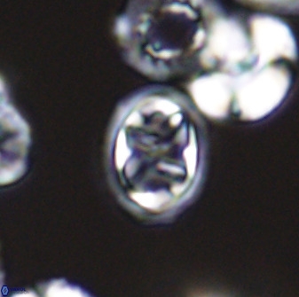 Aktasia disgregatus 33349