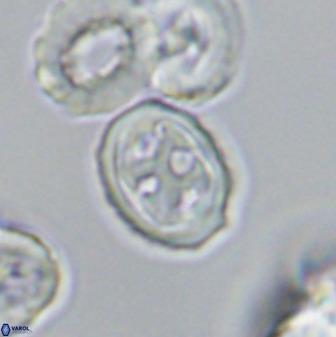 Aktasia disgregatus 33343