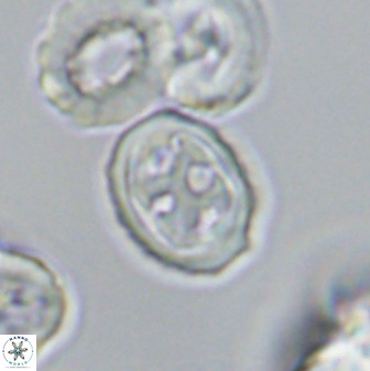 Aktasia disgregatus 33343
