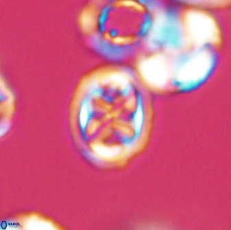 Aktasia disgregatus 33356