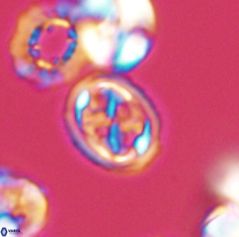 Aktasia disgregatus 33351