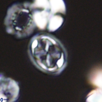 Aktasia disgregatus 33352