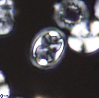 Aktasia disgregatus 33353