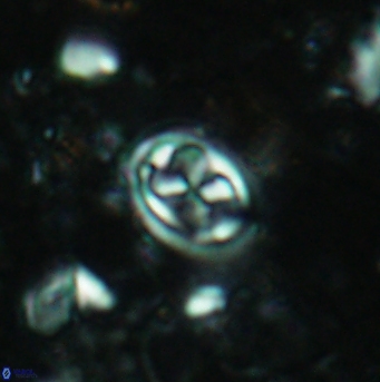 Aktasia disgregatus 5732