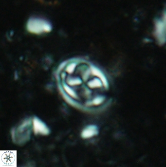 Aktasia disgregatus 5732