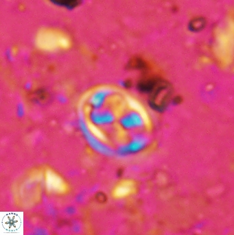 Aktasia disgregatus 5733