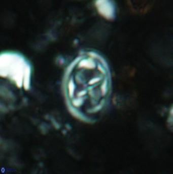 Aktasia disgregatus 5734