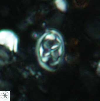 Aktasia disgregatus 5734