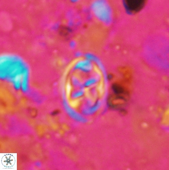 Aktasia disgregatus 5735